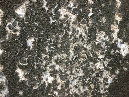 wall grunge fungus bakcgroundの写真素材