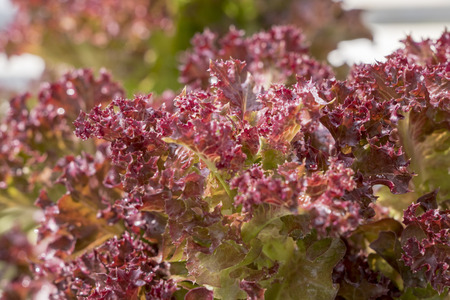 Red coral oak salad lettuce farm .Organic food ,agriculture and hydroponic conccept.の写真素材