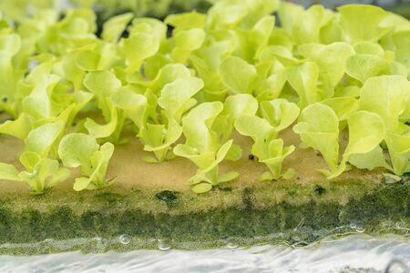 Young Green oak salad lettuce in sponge .Organic food ,agriculture and hydroponic conccept.の写真素材