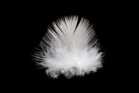 Close up white bird feather,soft and sooth feather for comfortable bed concept.の写真素材