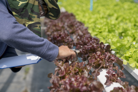 Scientist of farmer cheking quality of green and red oak salad lettuce record on clip board.Hydroponic vegettable concept.の写真素材