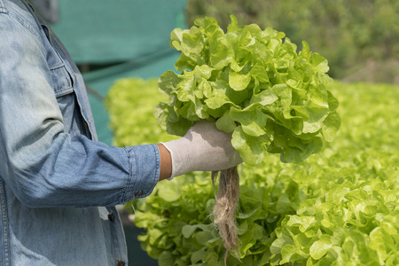 Agriculture is harvesting vegetables for sale at the market..Hydroponic vegettable concept.の写真素材