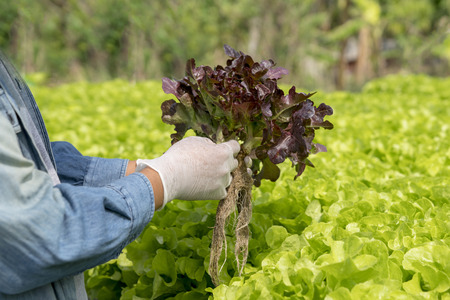Agriculture is harvesting vegetables for sale at the market..Hydroponic vegettable concept.の写真素材