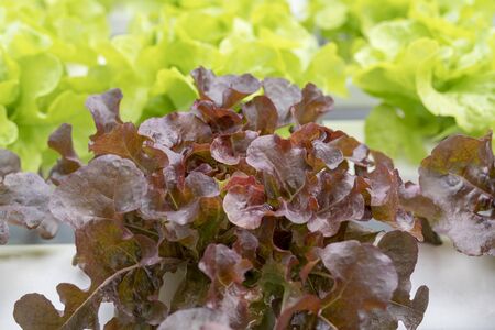 Red and Green oak salad lettuce farm .Organic food ,agriculture and hydroponic conccept.の写真素材
