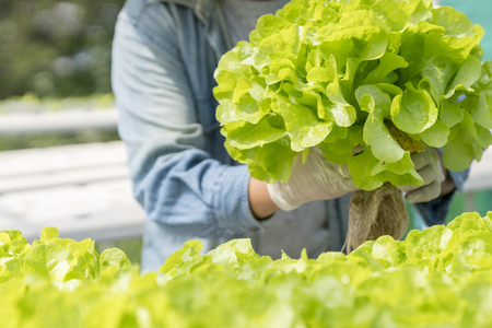 Agriculture is harvesting vegetables for sale at the market..Hydroponic vegettable concept.の写真素材
