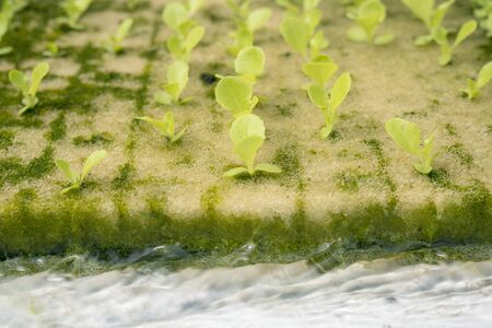 Young Green oak salad lettuce in sponge.Organic food ,agriculture and hydroponic conccept.の写真素材