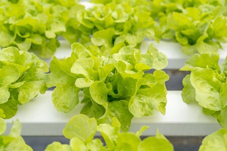 Green oak salad lettuce farm .Organic food ,agriculture and hydroponic conccept.の写真素材