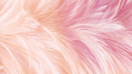 Chicken or Biid feather texture.Abstrack,blur photo style for wallpaper or background.Soft paster color full feather.の写真素材