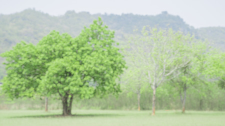 Blured photography of resort or trppical green garden in hotel.の写真素材