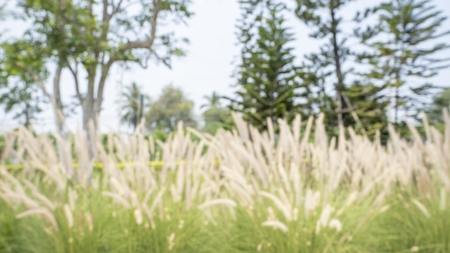 Blured photography of resort or trppical green garden in hotel.の写真素材