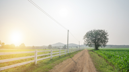 Arabian horses grazing on pasture at sundownの写真素材