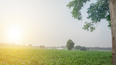 Corn field and sunset or sunrise.の写真素材