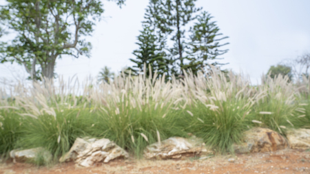 Blured photography of resort or trppical green garden in hotel.の写真素材
