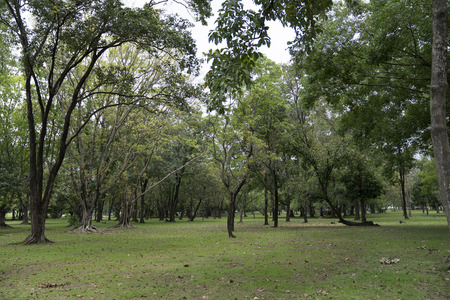 natural green fresh park.の写真素材