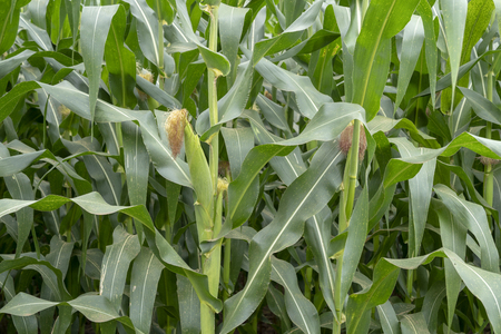 Corn farmの写真素材