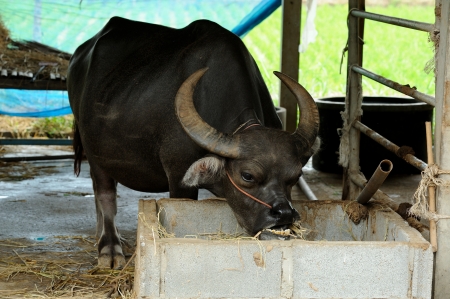 Thai buffalo in grass field ,Thailand  の写真素材