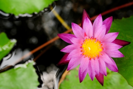  lotus is logo of spa and buddhism in asia  の写真素材