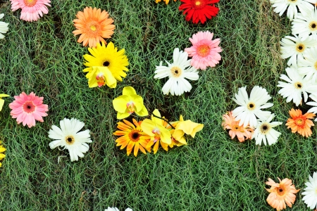 Field of spring flowers 