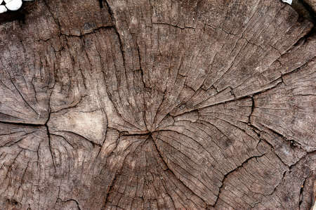 Rings in Old Tree Stumpの写真素材