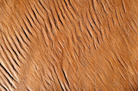 Vintage or grungy brown background of natural wood
