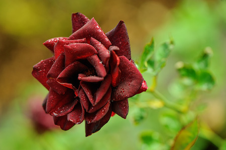Rose with drops of water.の写真素材
