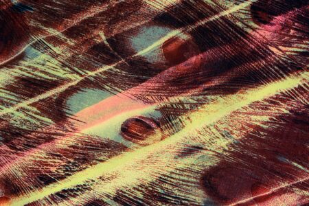 texture of print fabric striped peacock featherの写真素材