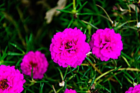 Small flower garden in beautiful bright colorsの写真素材