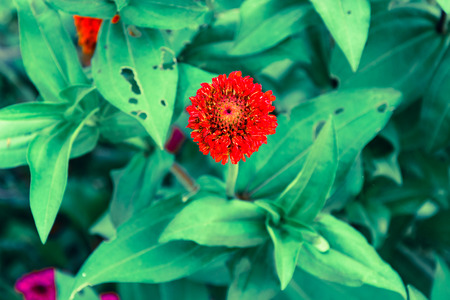 Pink Cineraria in the gardenの写真素材