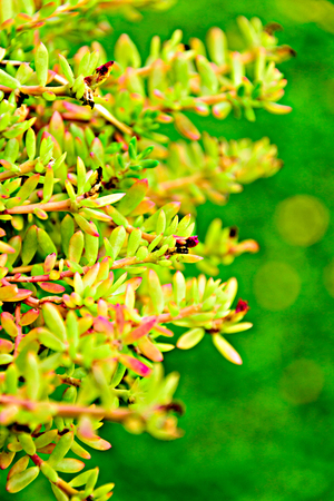 Yellow Portulaca or Purslane flower in the gardenの写真素材