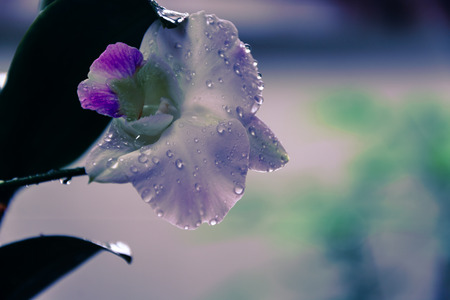 White Phalaenopsis orchid from Thailand orchids grow well in a long time in Thailandの写真素材