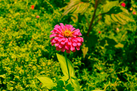 Pink Cineraria in the gardenの写真素材