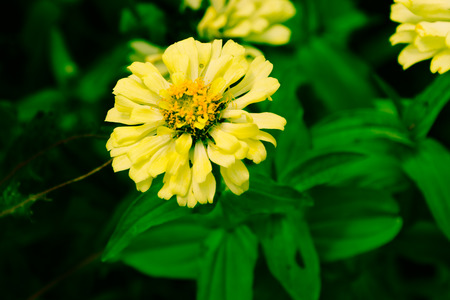 Marigold yellow in the gardenの写真素材