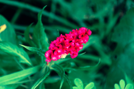 vibrant red flower named plumed cockscombの写真素材