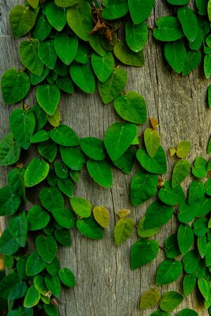 Vine creeps along tree in new growthの写真素材