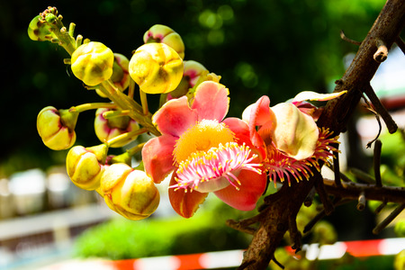 Sal of Indiaの写真素材