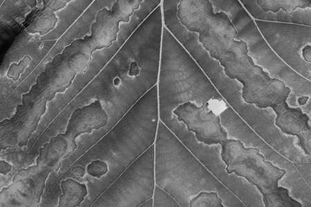 The fibers of the leafの写真素材