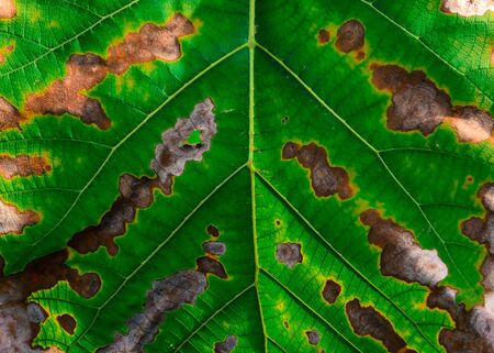 The fibers of the leaf