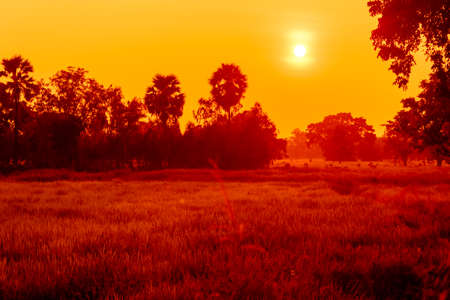 Green rice fields golden sky in thailand