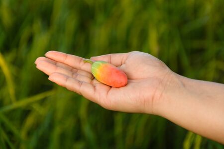 happy little girl with Find her in rural areas in summerの写真素材