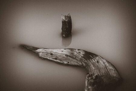 Floating dry treeの写真素材