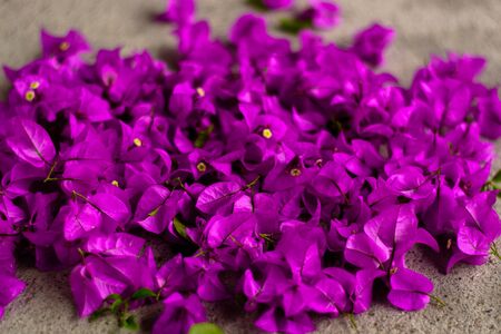Pink blooming bougainvilleas on white background