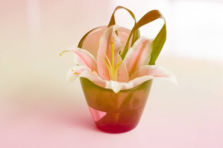 Beautiful flowers in vase with light from windowの写真素材