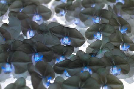 Orchid soft style in pastel tone for the backgroundの写真素材