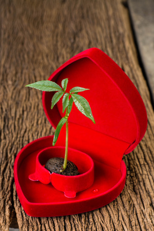 The plants grow from seeds placed on the heart to tell the love tree and the worldの写真素材