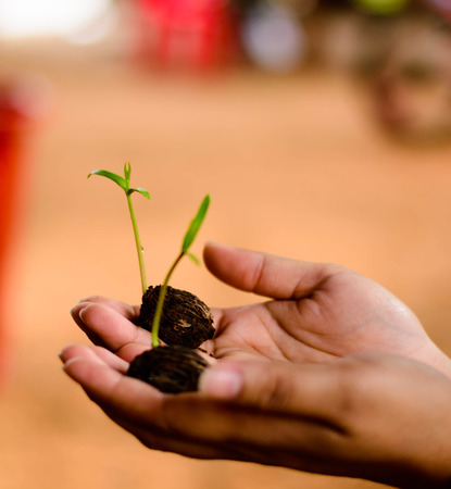 Human hands holding green small plant new life conceptの写真素材