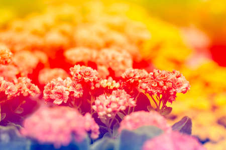 Vintage sweet color of small flowerの写真素材