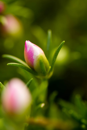 Macro of purslane (Portulaca oleracea) pink flowerの写真素材