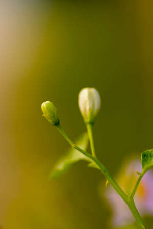 eggplant flowerの写真素材