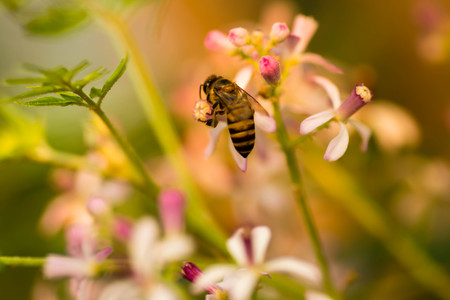 Small purple flower with blur background
