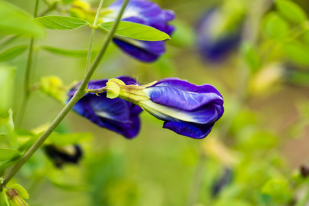 Butterfly pea flowerの写真素材